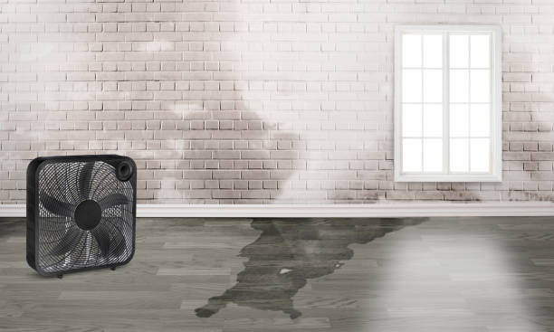 Best Water damage restoration specialists  in Stanley, ND