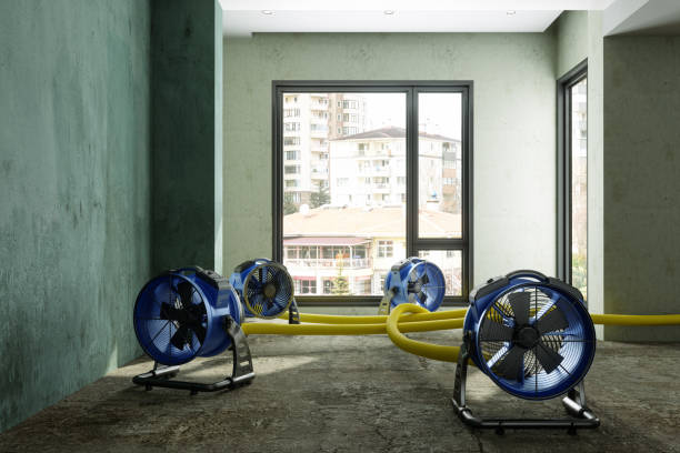 Best Mold removal after water damage  in Stanley, ND